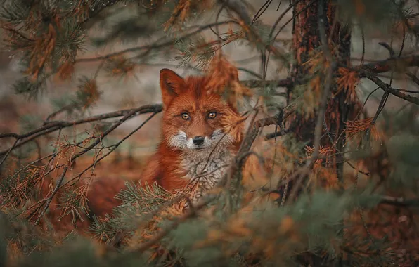 Picture look, branches, nature, tree, animal, Fox, needles, Fox