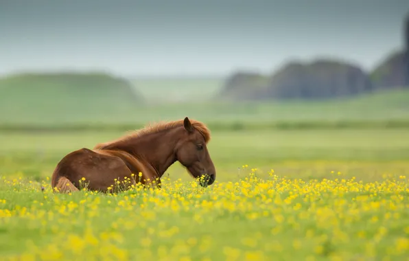 Field, summer, flowers, nature, animal, horse