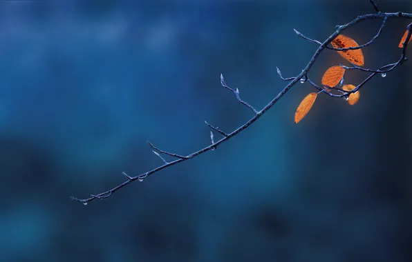 Autumn, macro, foliage, branch
