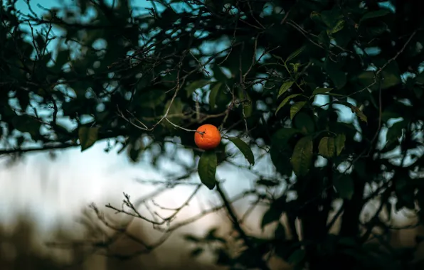 Nature, background, Mandarin