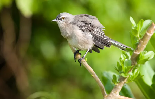 Macro, branches, bird, Mockingbird, Mockingbird