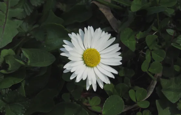 Picture flower, nature, spring, Daisy
