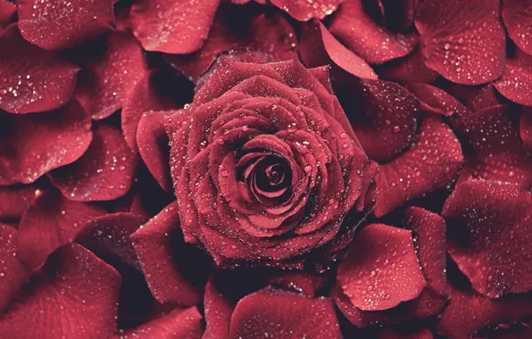 Picture red, roses, petals, buds, water drops