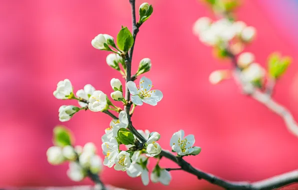 Picture spring, flowering, Sergey Shatskov