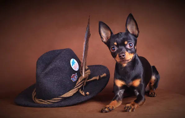 Look, pose, pen, dog, hat, lies, face, ears