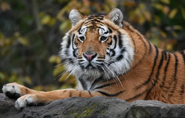 Look, face, tiger, portrait, lies, young, handsome, teen