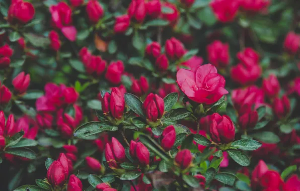 Picture flowers, nature, petals, the bushes