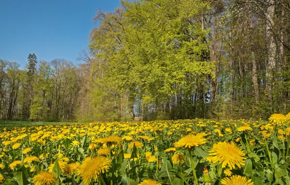 Picture field, forest, trees, yellow, Park, dandelion, branch, glade