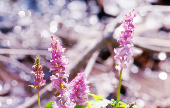 Flowers, bug, glare, web, thread