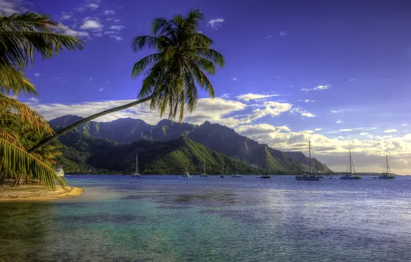 Picture sea, mountains, tropics, palm trees, shore, treatment, yachts, French Polynesia