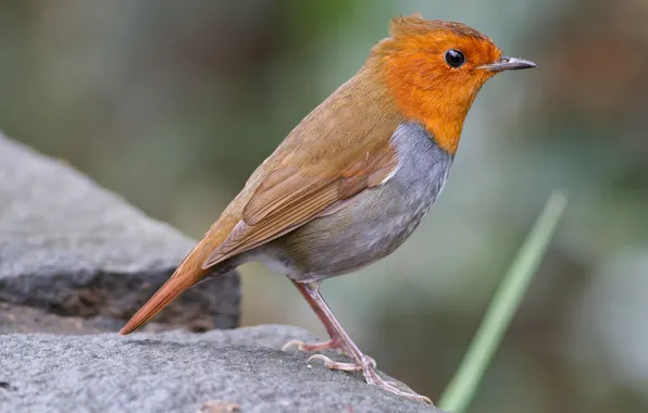 Orange, stones, bird, blur