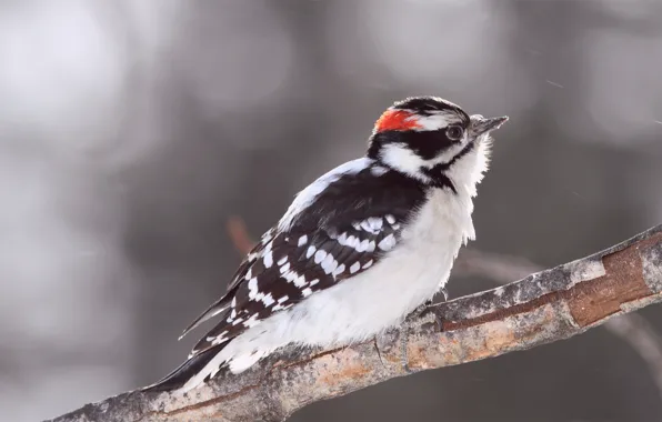 Picture glare, grey, background, bird, branch, blur, Bird, woodpecker