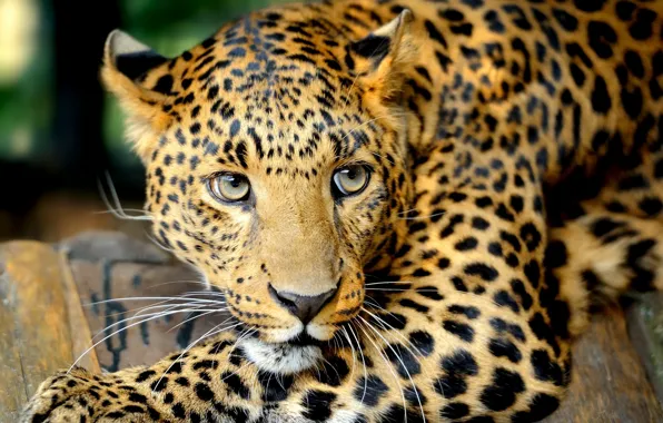 Eyes, mustache, look, predator, leopard, Big cat