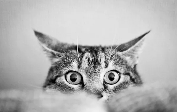 White, cat, beautiful, animal, cute