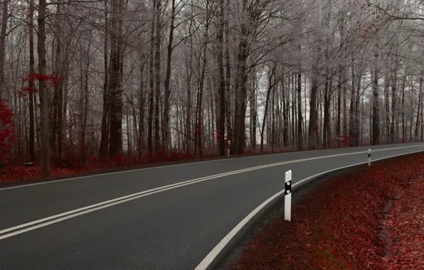 Road, trees, nature, the way, landscapes, road, path