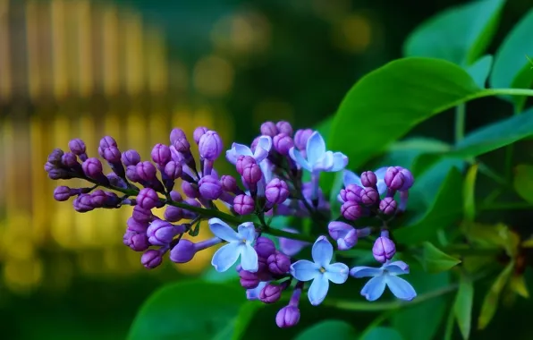 Flower, spring, lilac, blooming