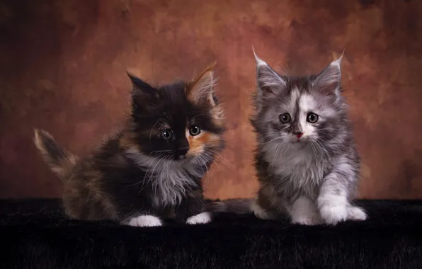Look, cats, pose, the dark background, kitty, muzzle, kittens, fur