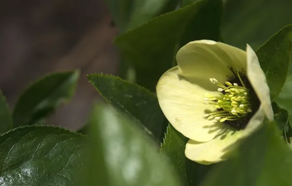 Flower, leaves, macro, blur, hellebore, Helleborus