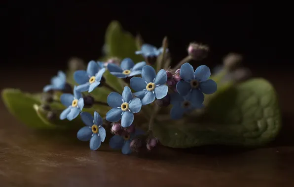 Flowers, spring, blue, wildflowers, forget-me-nots, AI art, neural network