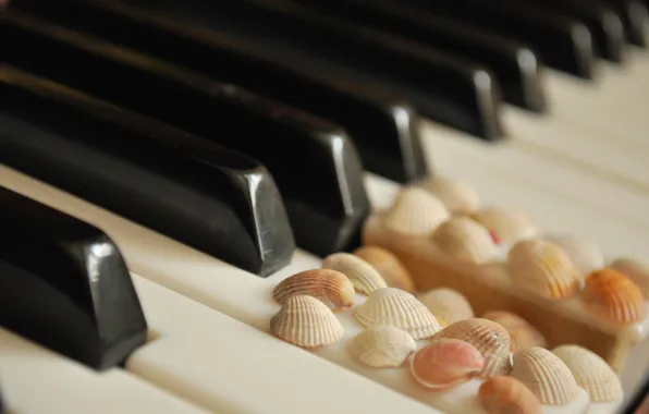 Keys, shell, white, piano, black