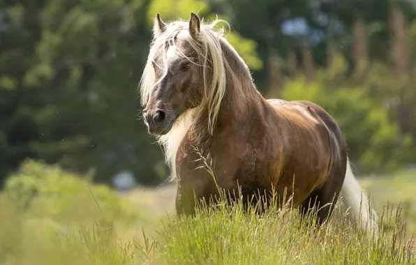 Grass, face, horse, horse, walk
