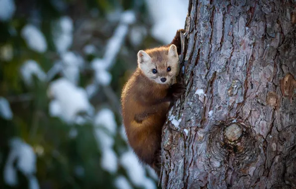 Pose, tree, marten