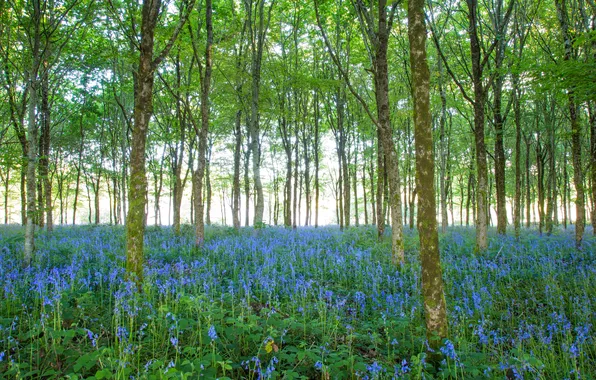 Greens, forest, light, trees, flowers, branches, nature, Park