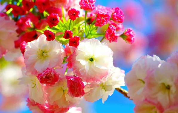 Flowers, cherry, spring, Sakura, pink, flowers, Spring, sakura
