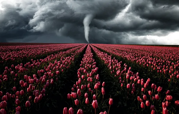 The storm, field, the sky, light, flowers, clouds, storm, the wind