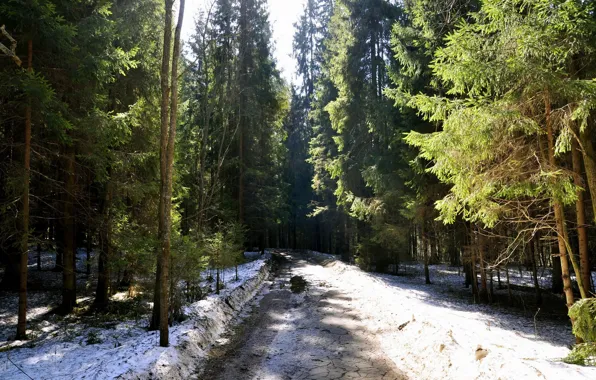 Road, forest, snow, nature, tree, Spring, ate