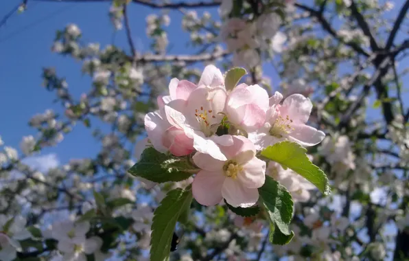 Picture may, Apple, flowering