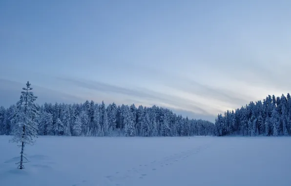 Winter, field, snow, trees