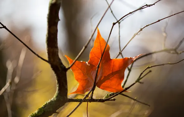 Autumn, leaves, nature