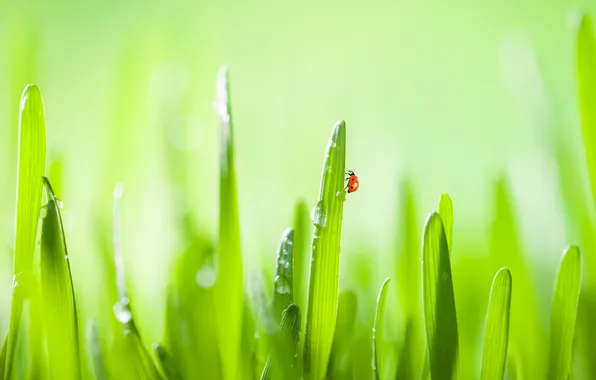 Grass, drops, nature, green