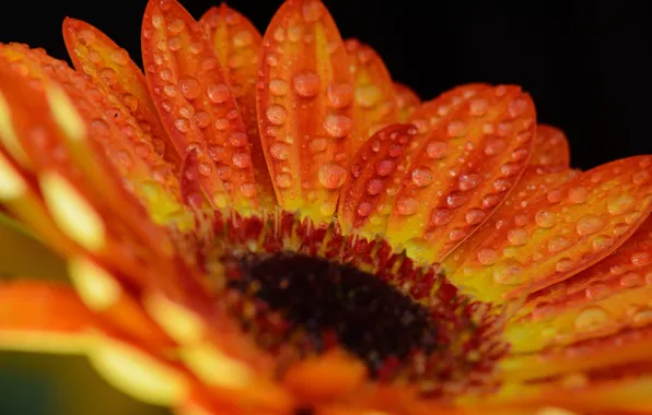 Flower, drops, macro, orange, color, gerbera