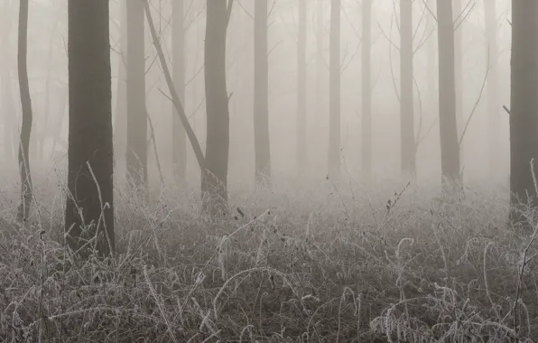 Picture frost, trees, fog
