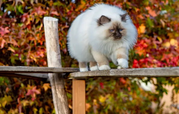 Autumn, cat, cat, look, pose, foliage, Board, post