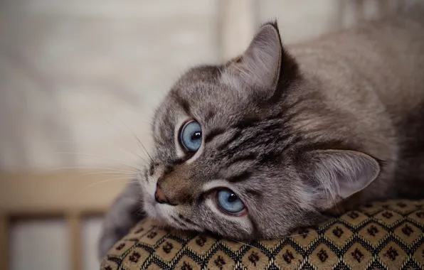 Cat, cat, look, muzzle, blue eyes, cat