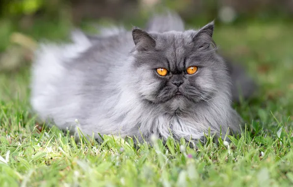 Cat, grass, cat, look, nature, pose, grey, glade