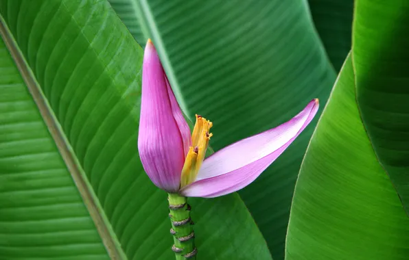 Leaves, flowers, Lotus