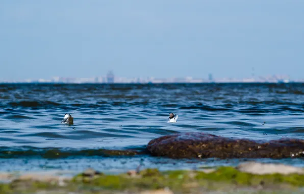 Sea, seagulls, Bay, Finnish, Petersburg