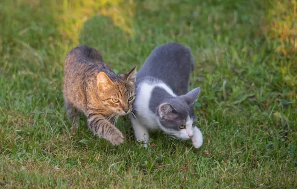 Cat, walk, a couple, We with Tamara go in pair