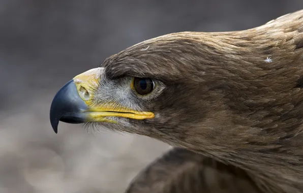 Macro, bird, eagle, head, feathers, beak, profile, Orlan