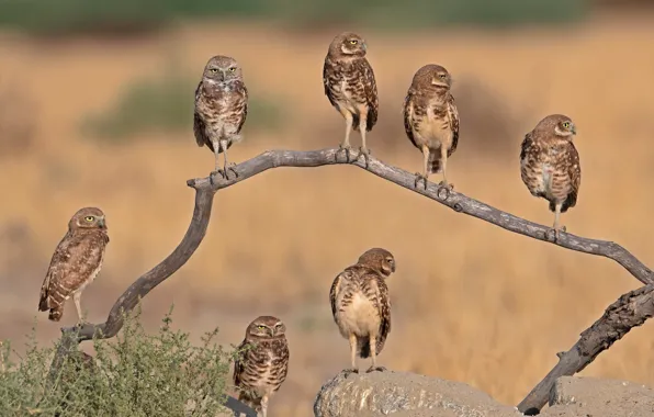 Birds, branches, owl, pack, snag, company, owls, a lot