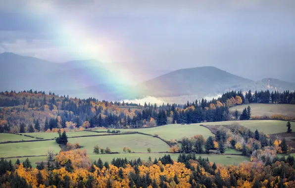 Field, forest, view, rainbow