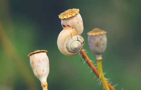 Plant, shell, snail