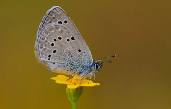 Flowers, butterfly, chronic