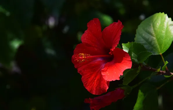 Flower, leaves, macro, light, red, the dark background, stamens, hibiscus