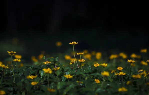Greens, leaves, flowers, glade, yellow, black background, blur, stems