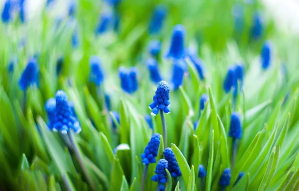 Picture macro, flowers, spring, Muscari